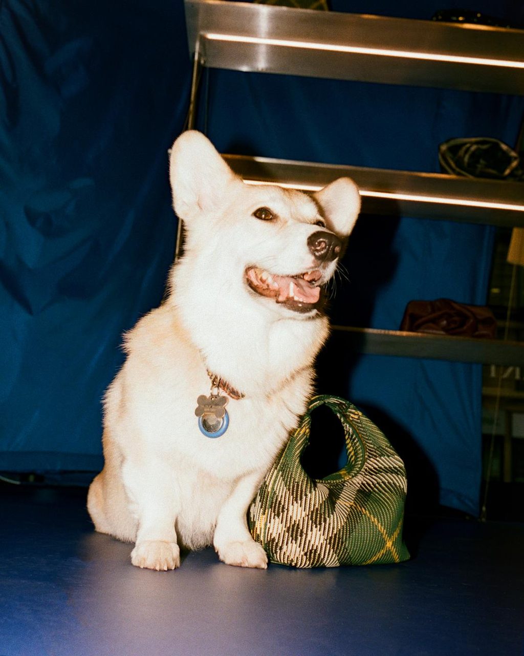 Fashion in 2024 said "I got that dog in me": here's the best canine campaigns of the year