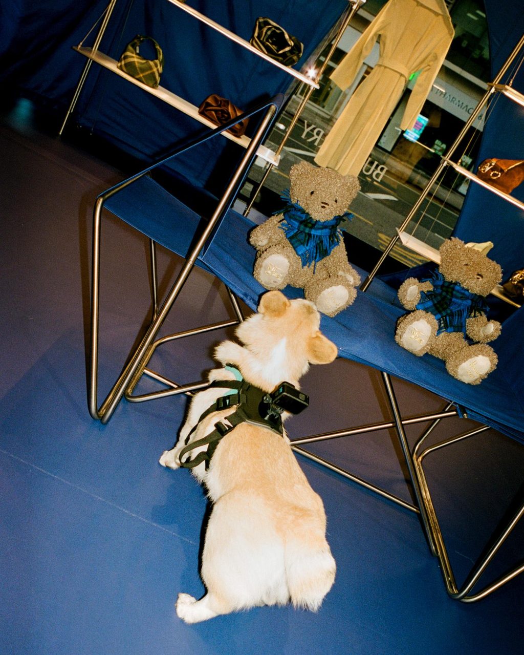 We took a Corgi to sniff out the new Burberry x Harrods takeover