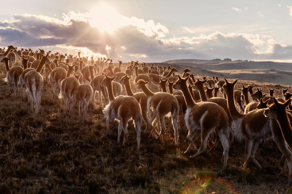 Loro Piana celebrates 100 years of unmatched craftsmanship
