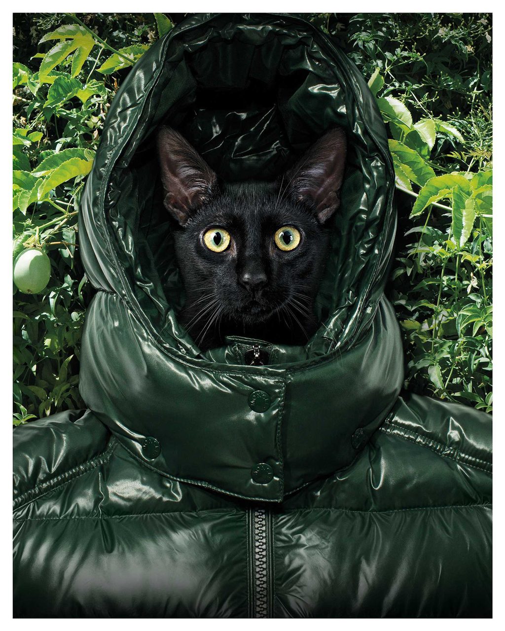 MONCLER 5