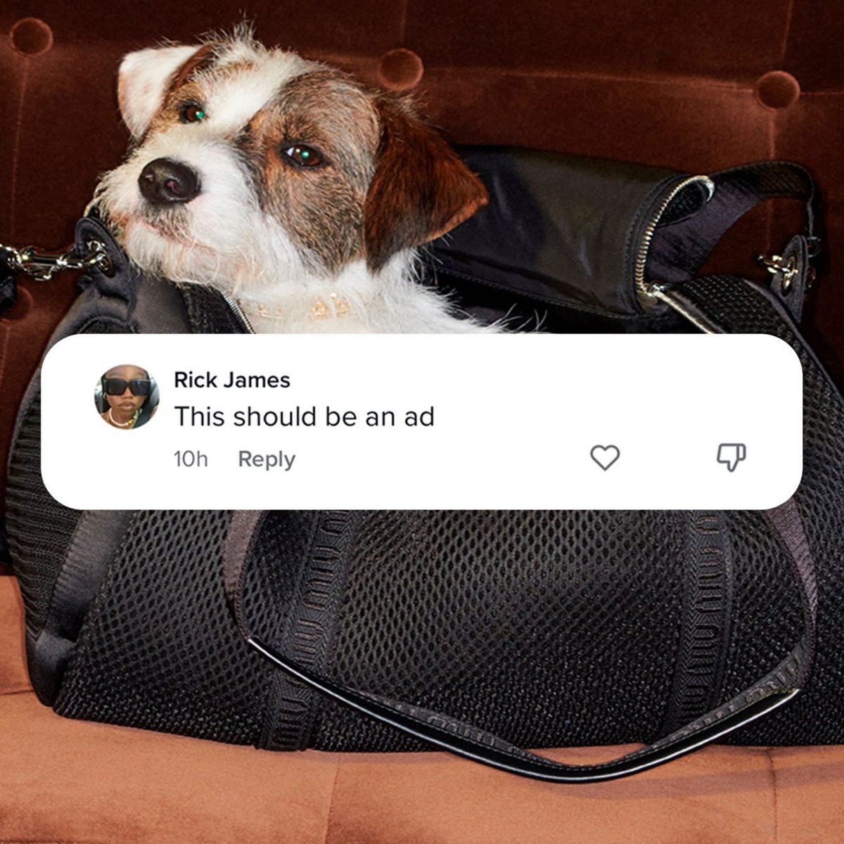 CULTED COMMUNITY TALKS: THIS DOG HAS MIU MIU ENERGY | Culted
