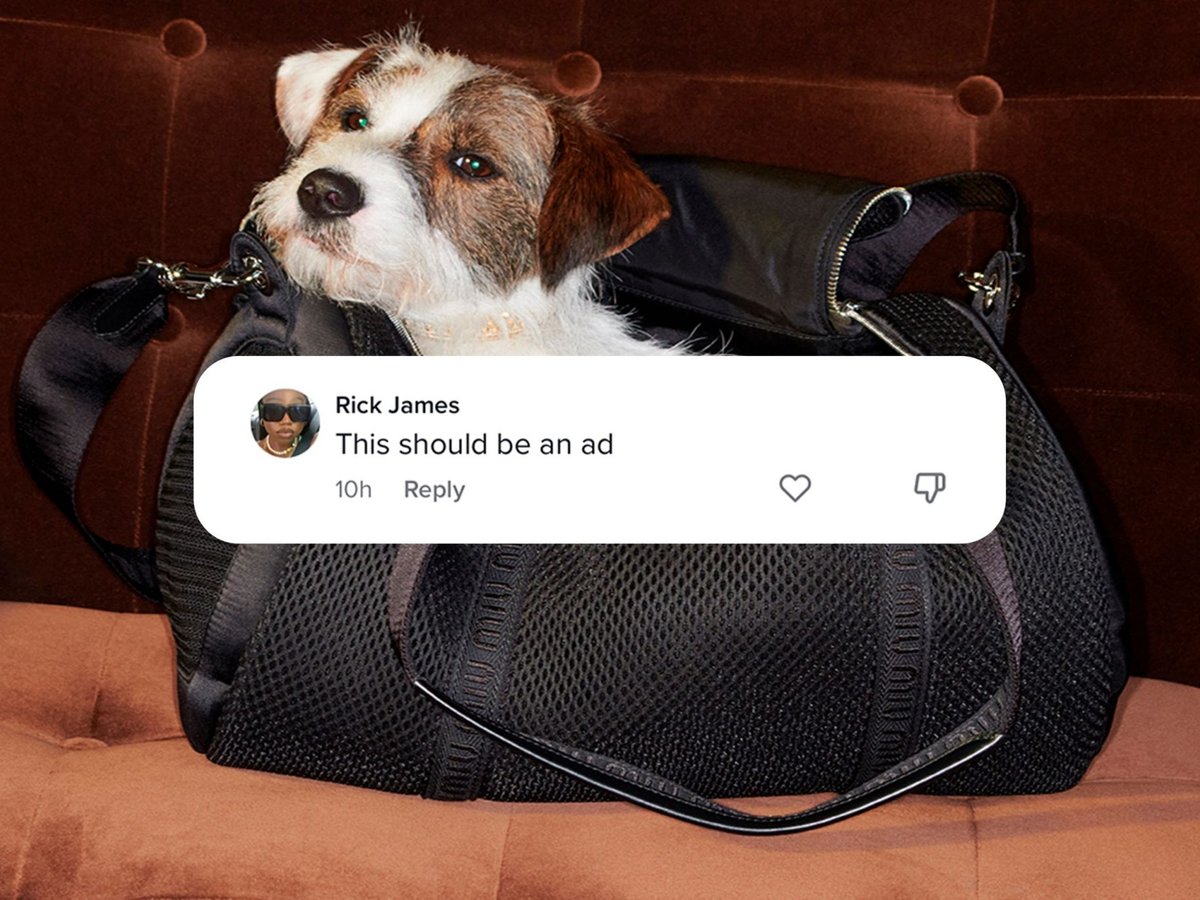 CULTED COMMUNITY TALKS: THIS DOG HAS MIU MIU ENERGY | Culted