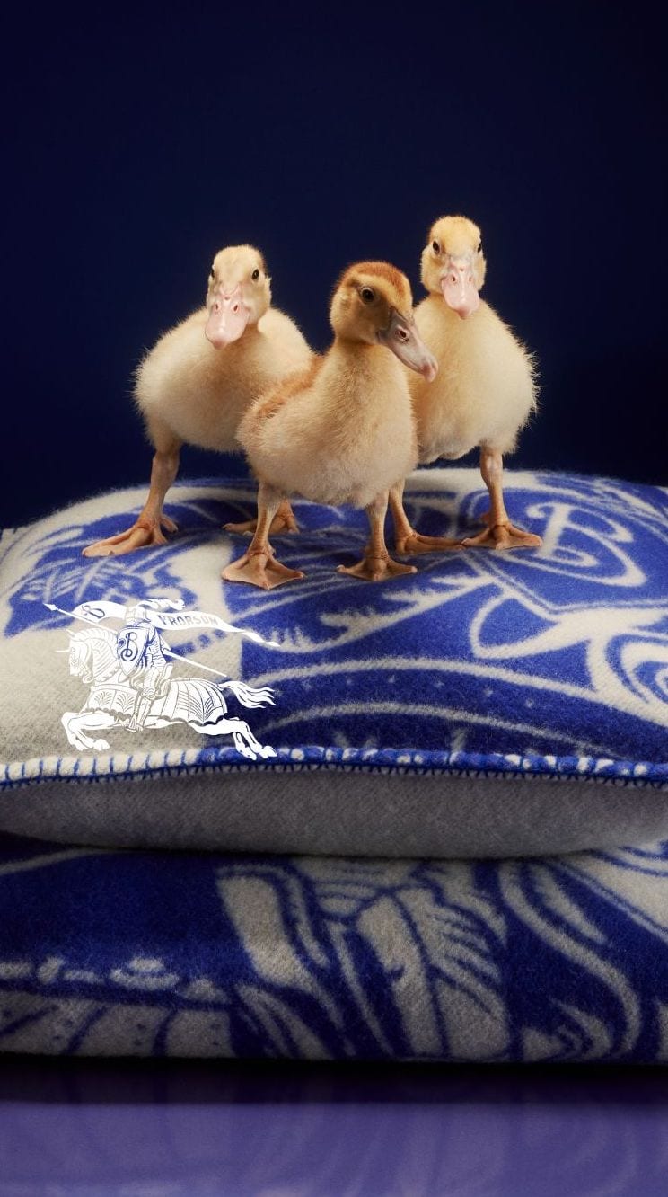 Toast, chicks & checks: the Burberry Holiday 2023 campaign