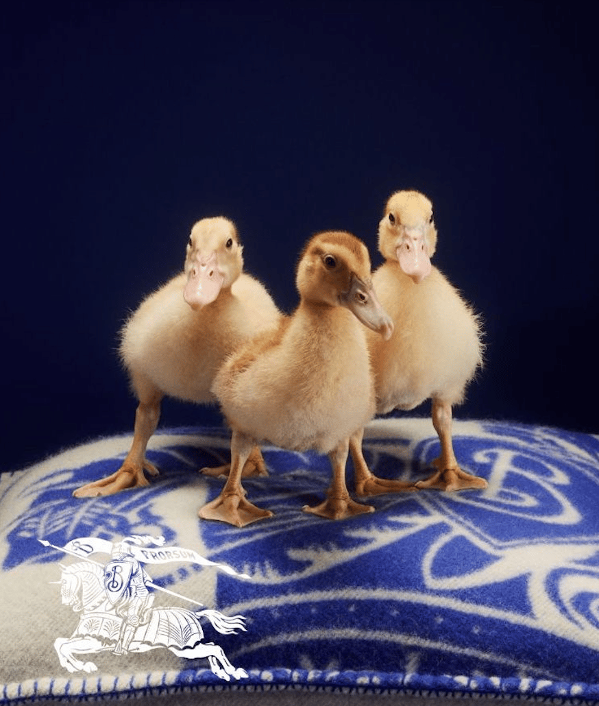 Toast, chicks & checks: the Burberry Holiday 2023 campaign